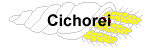 cichorei
