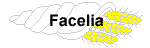 facelia